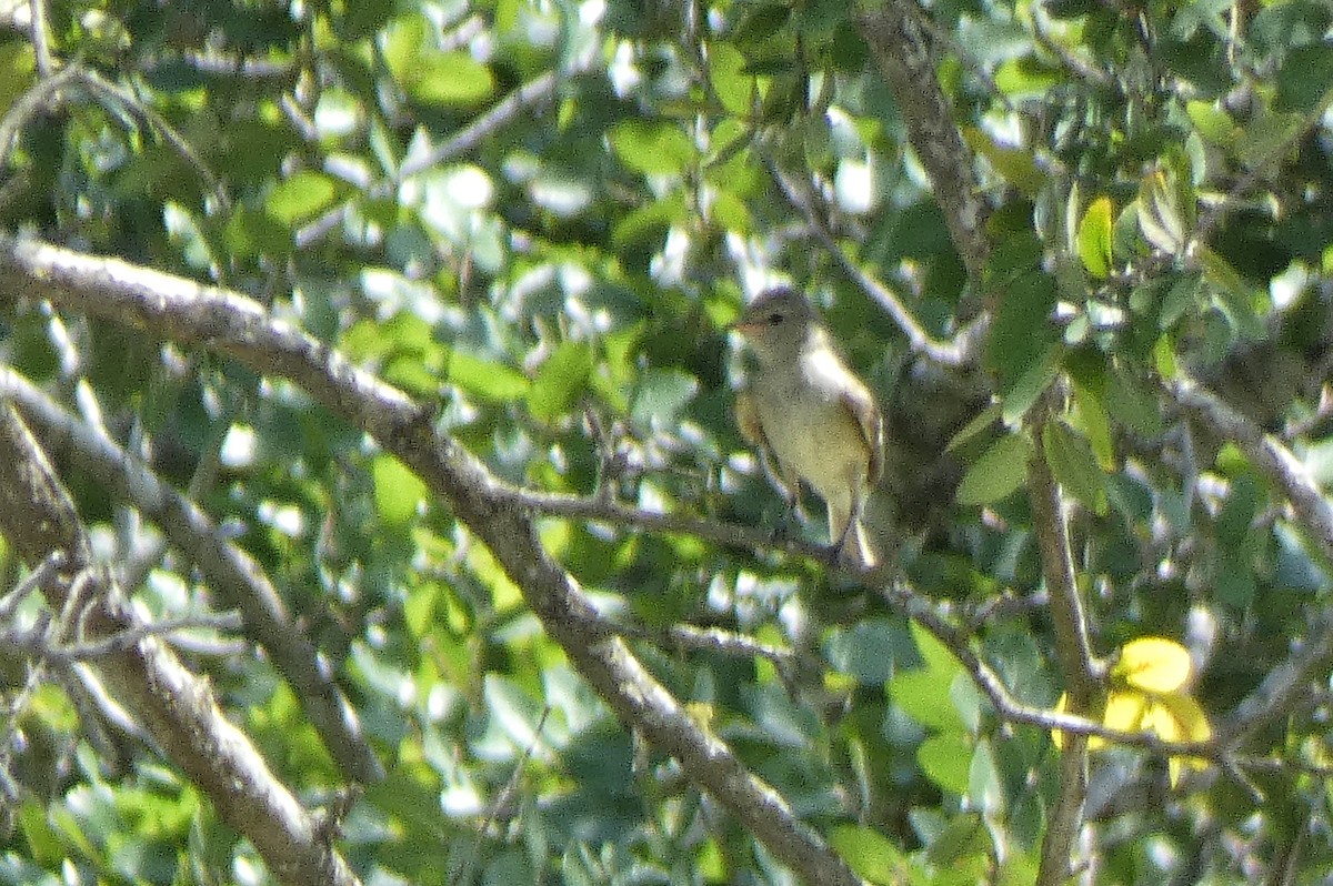 Northern Beardless-Tyrannulet - ML637566230