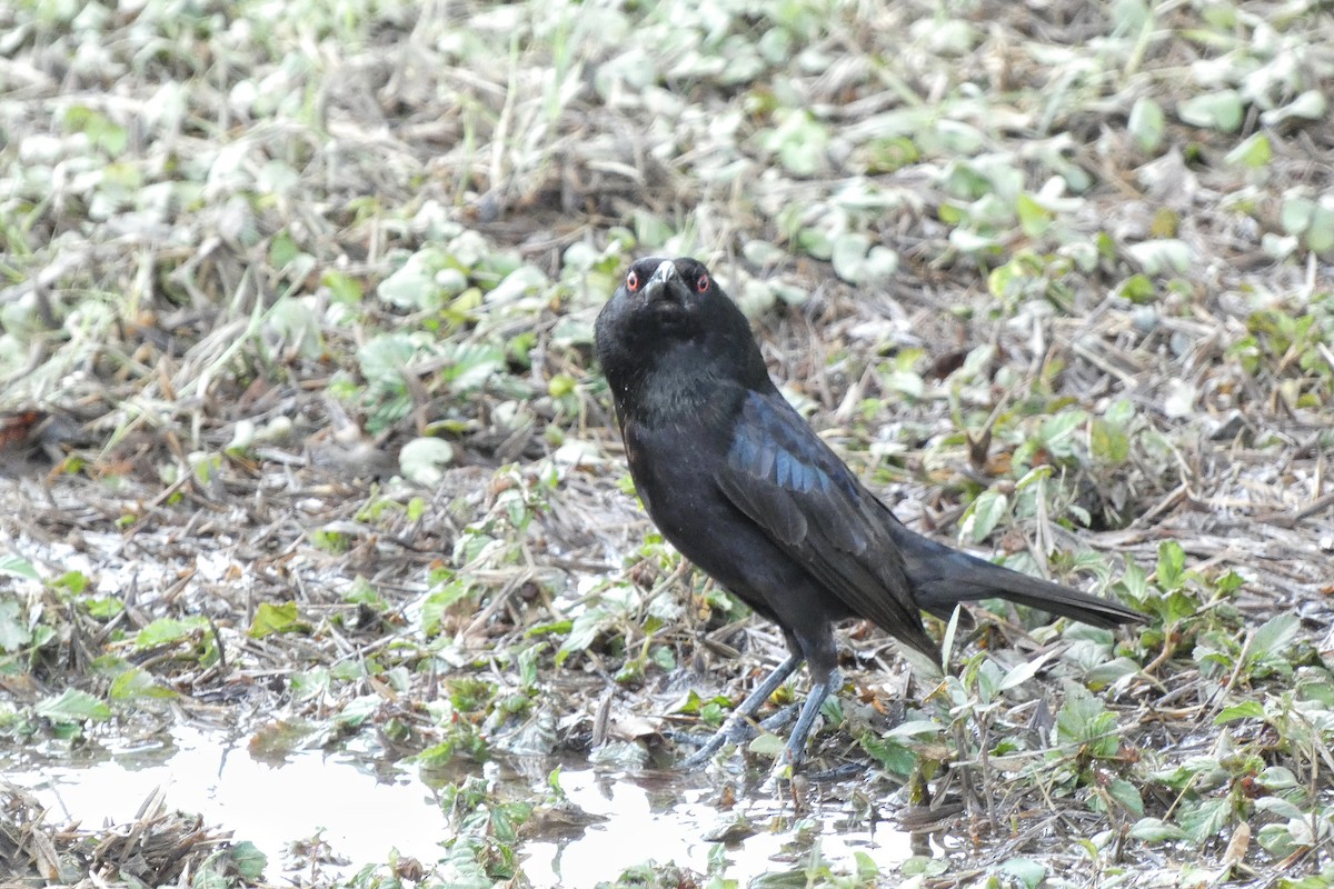 Bronzed Cowbird - ML637566247