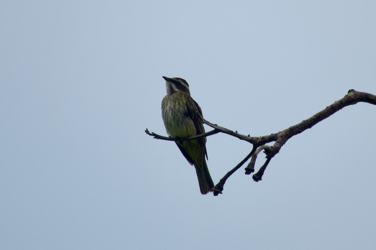 Piratic Flycatcher - ML637566248