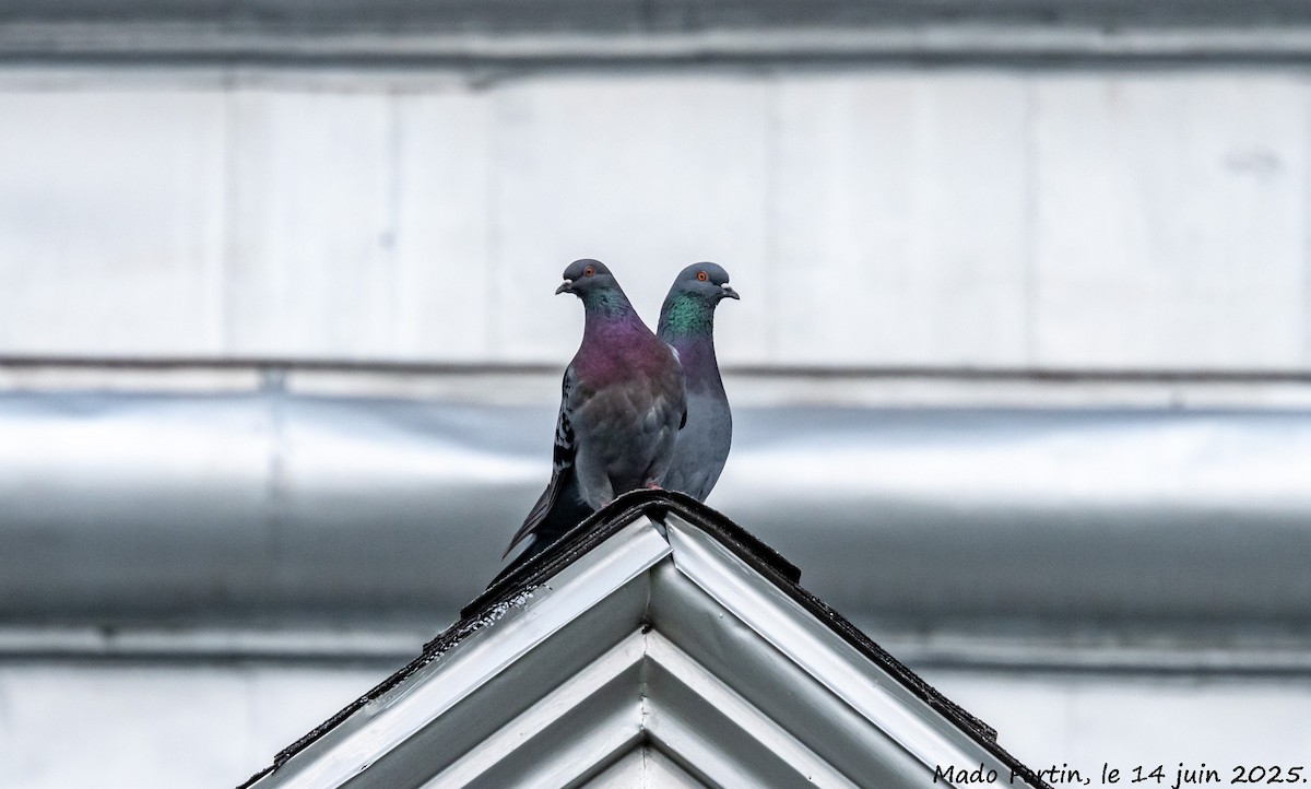 Rock Pigeon (Feral Pigeon) - ML637566254