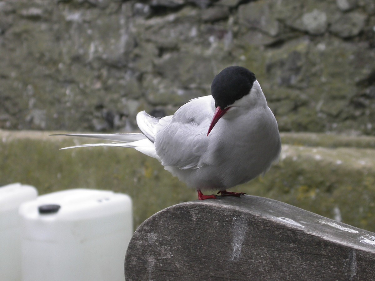 Arctic Tern - ML637566268