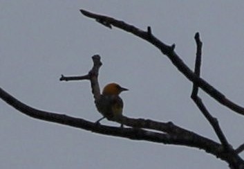Streak-backed Oriole - ML637566294