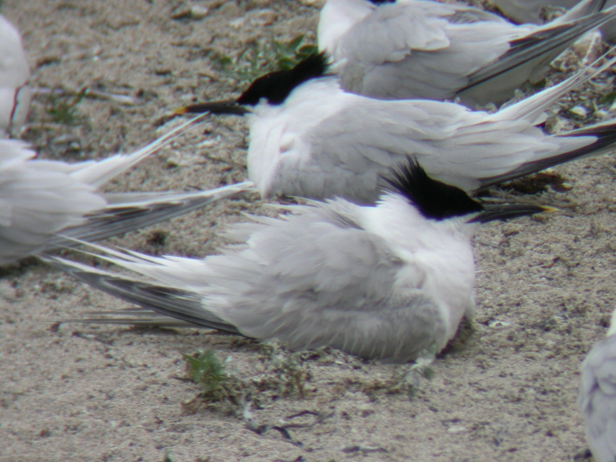 Sandwich Tern (Eurasian) - ML637566339