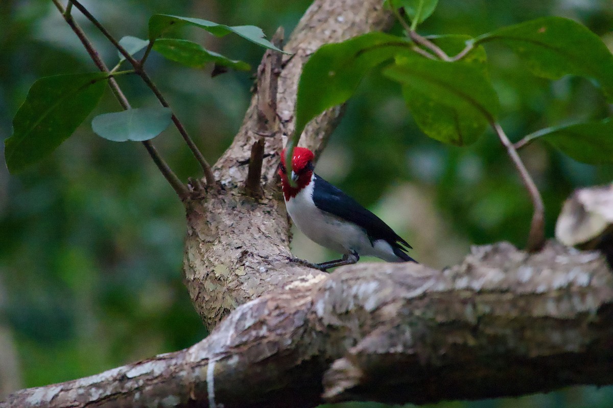 Masked Cardinal - ML637566396