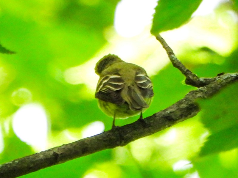Acadian Flycatcher - ML637566408
