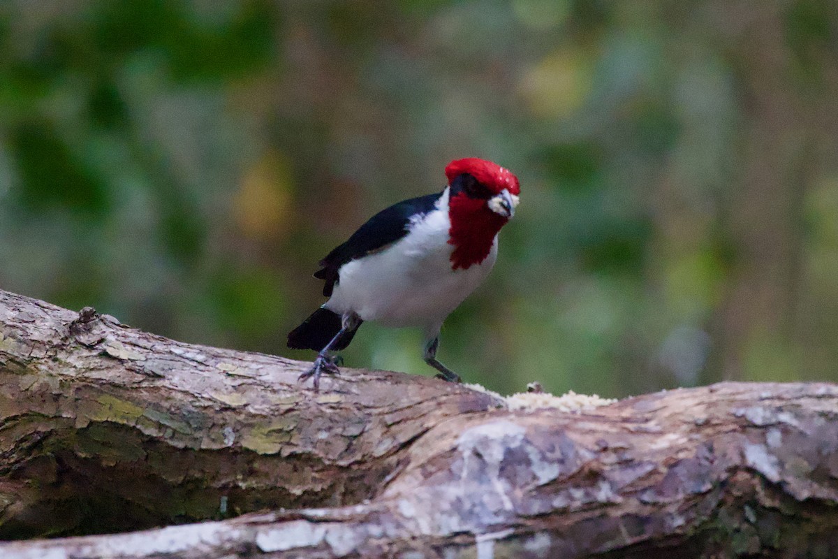 Masked Cardinal - ML637566430