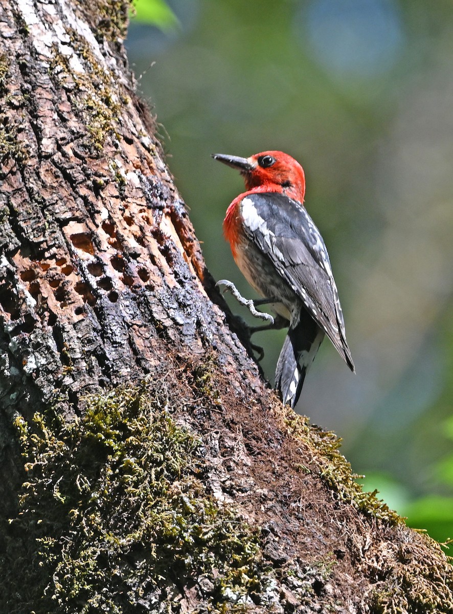 Red-breasted Sapsucker - ML637566466