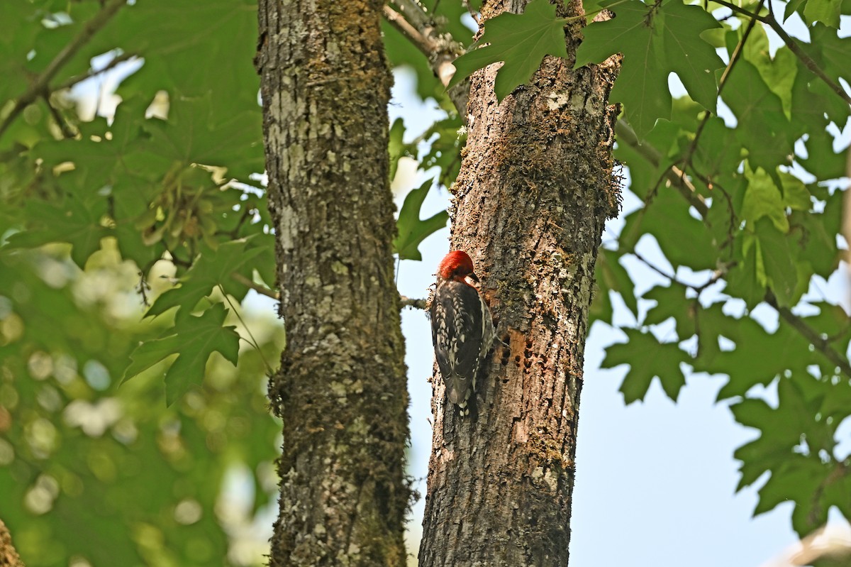Red-breasted Sapsucker - ML637566467
