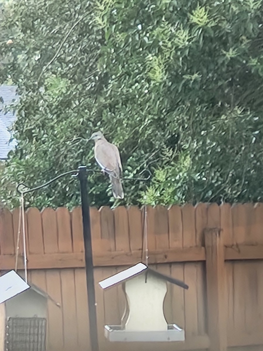 White-winged Dove - ML637566468