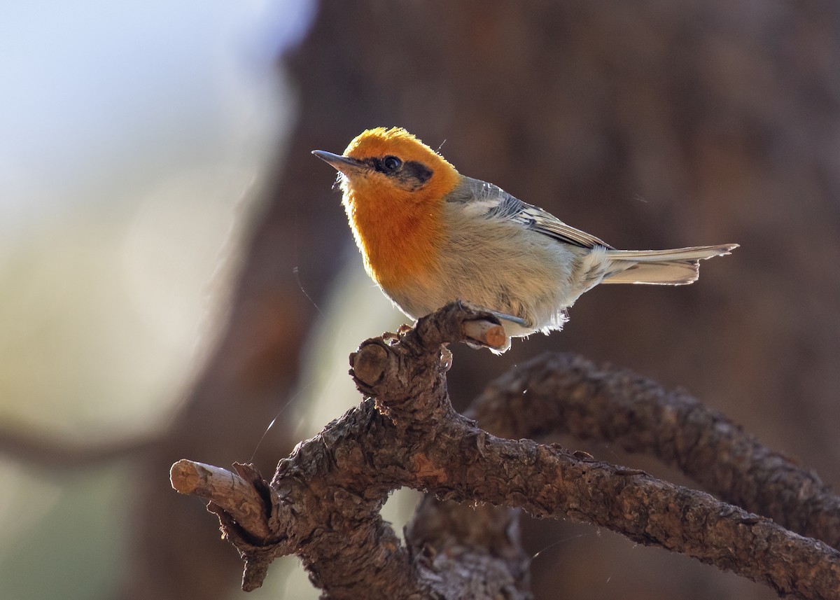 Olive Warbler - ML637566478