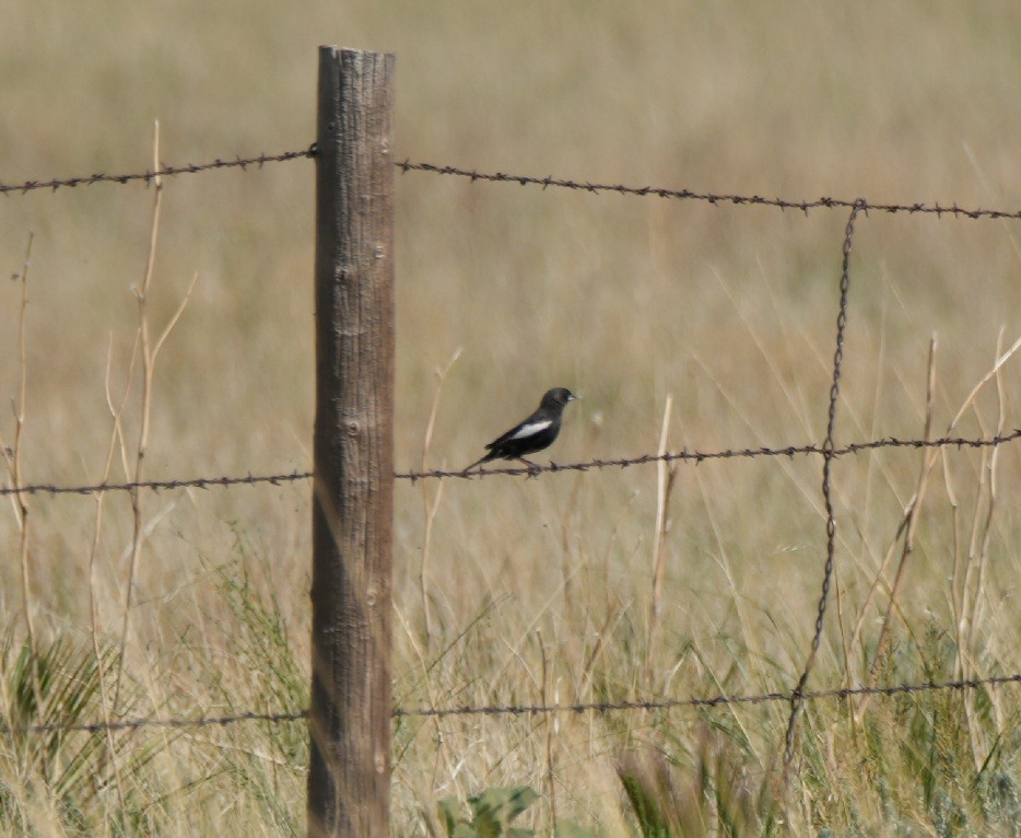Lark Bunting - ML637566483