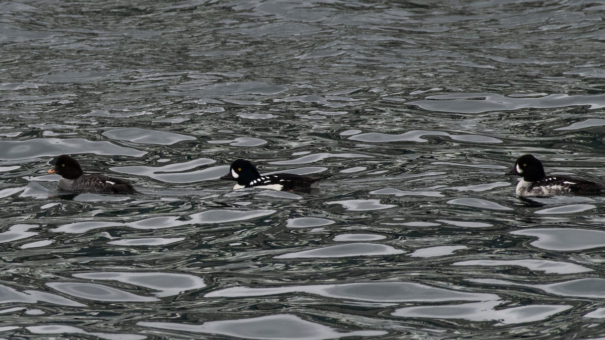 Barrow's Goldeneye - ML637566530