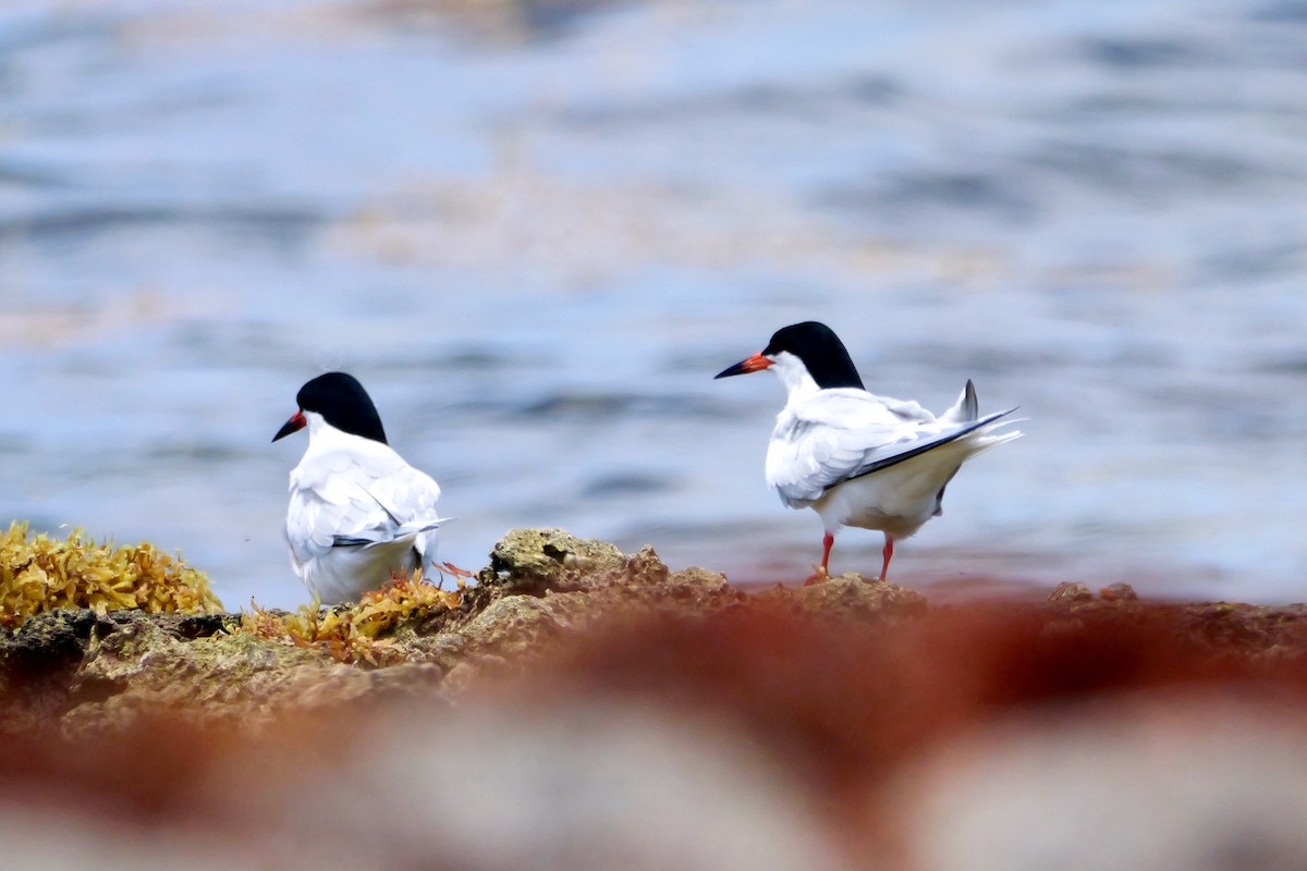 Roseate Tern - ML637566545
