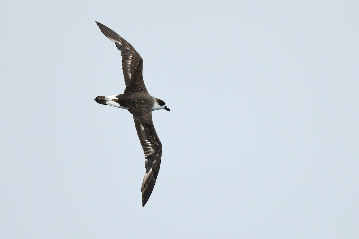 Black-capped Petrel (Dark-faced) - ML637566567