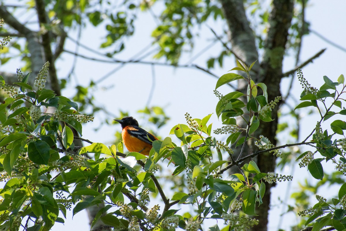 Baltimore Oriole - ML637566605