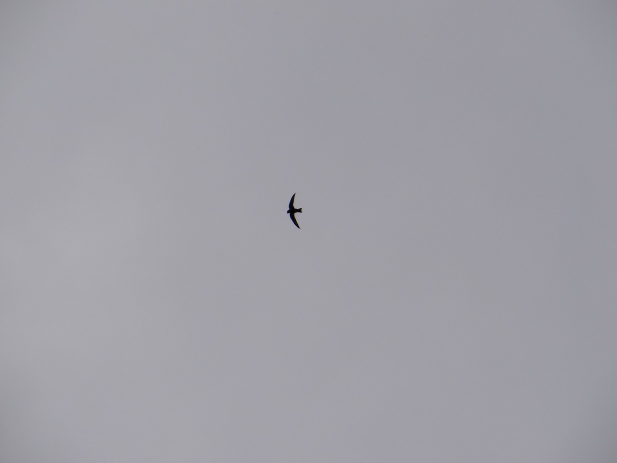 Black Swift - ML637566606