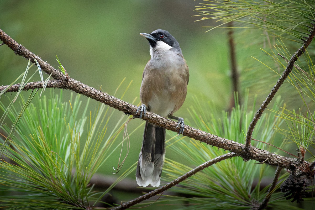 White-cheeked Laughingthrush - ML637566620