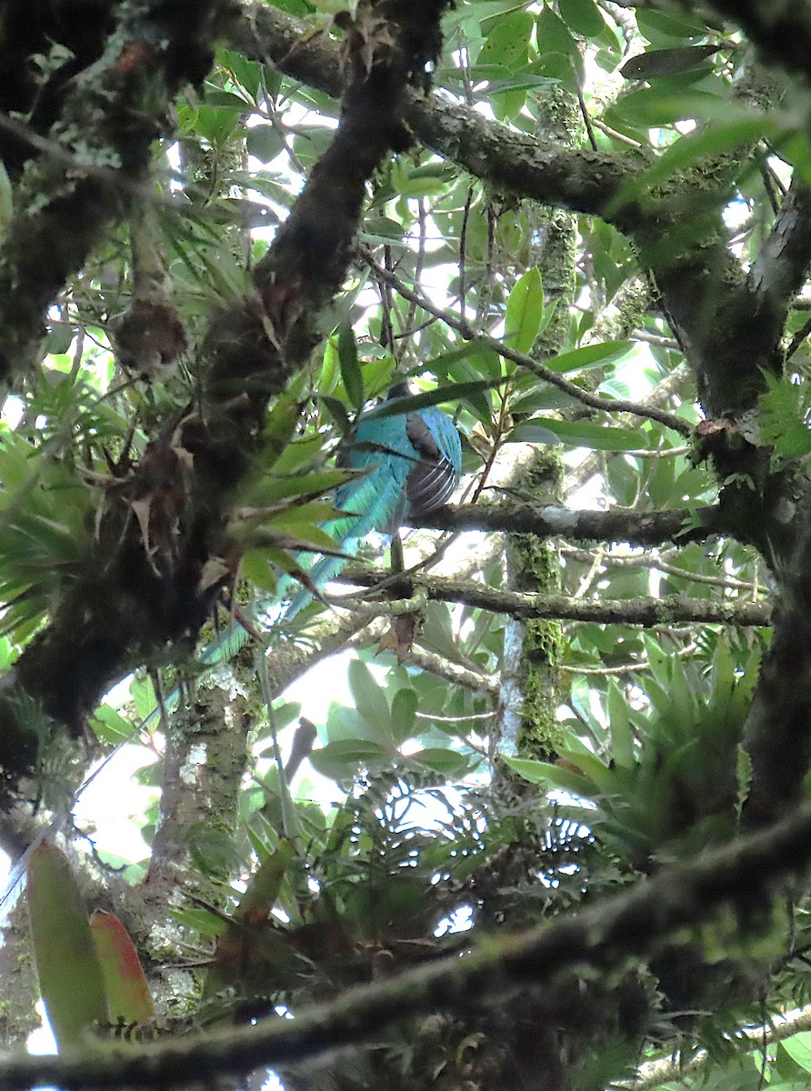 Resplendent Quetzal - ML637566628