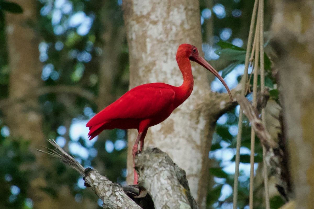 Ibis rouge - ML637566643