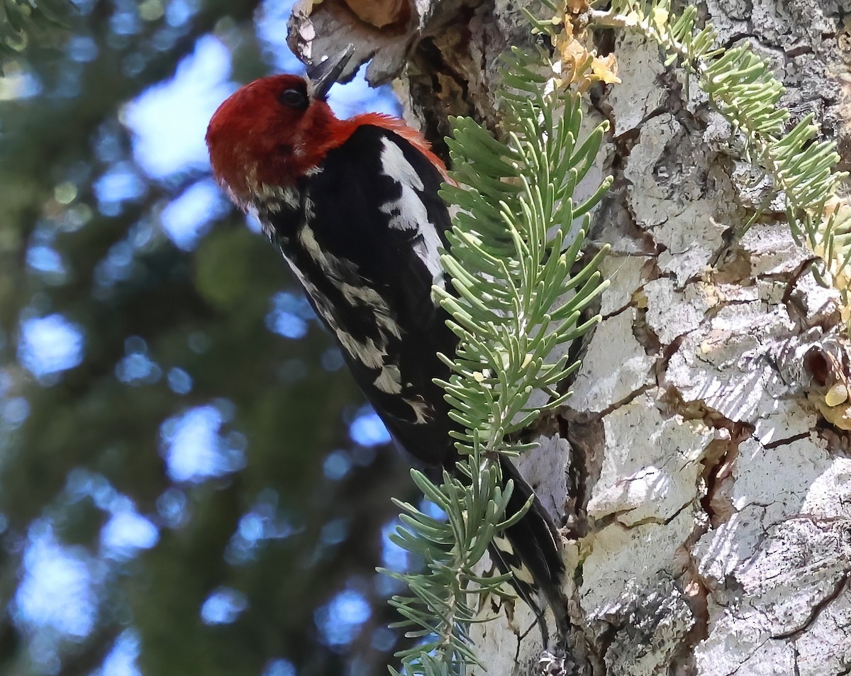 Red-breasted Sapsucker - ML637566681