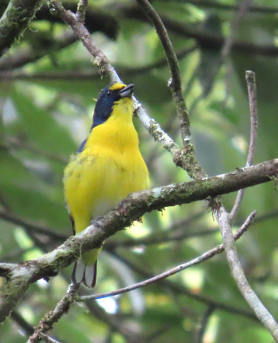 Yellow-throated Euphonia - ML637566682