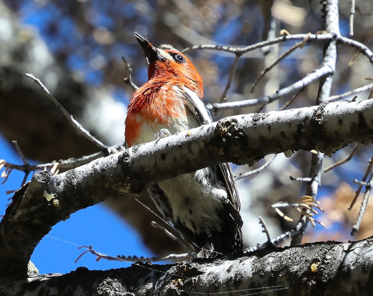 Red-breasted Sapsucker - ML637566690