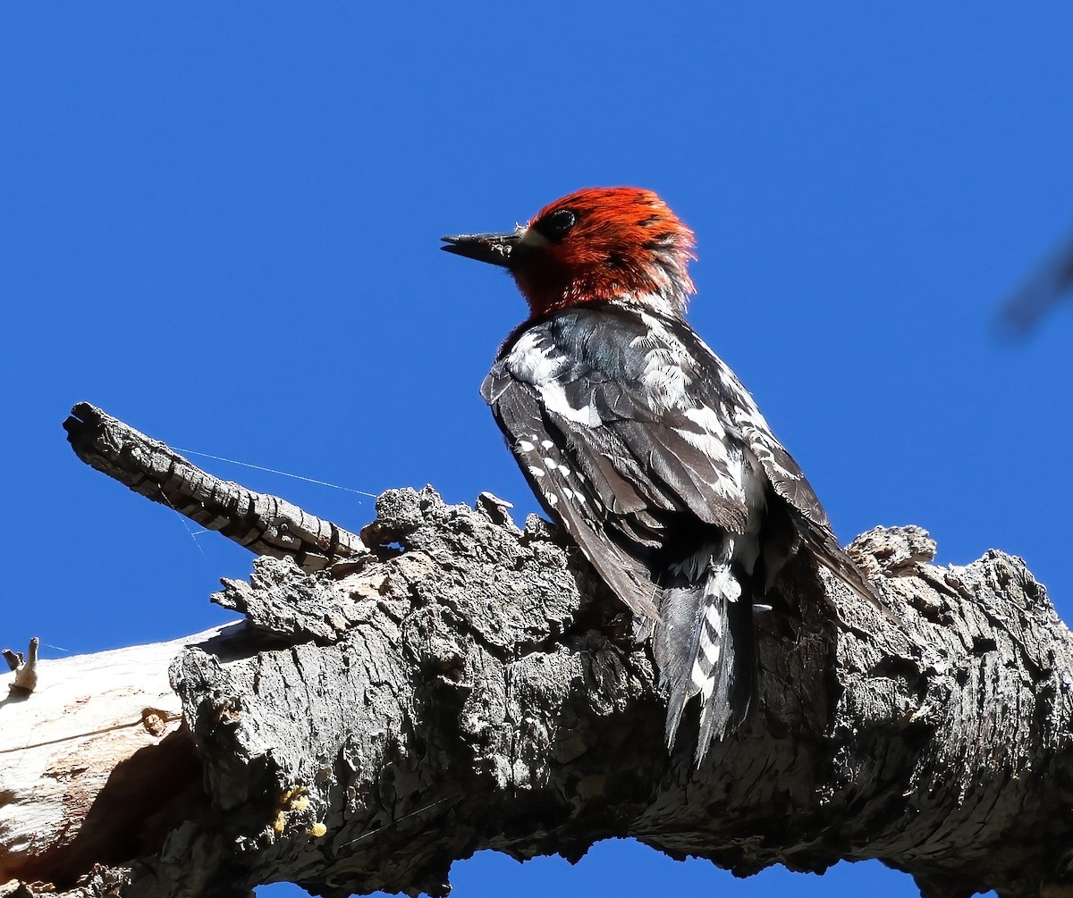 Red-breasted Sapsucker - ML637566691