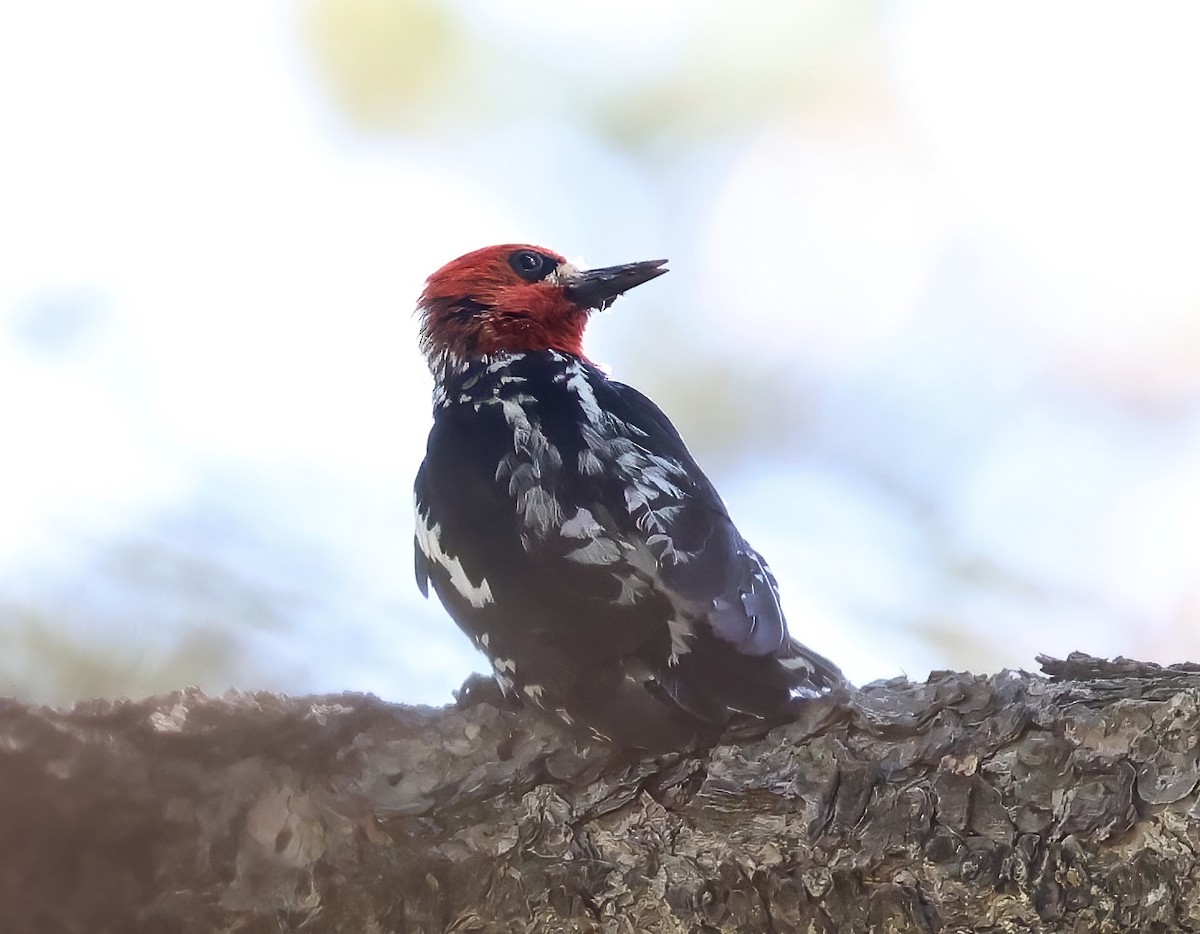Red-breasted Sapsucker - ML637566692