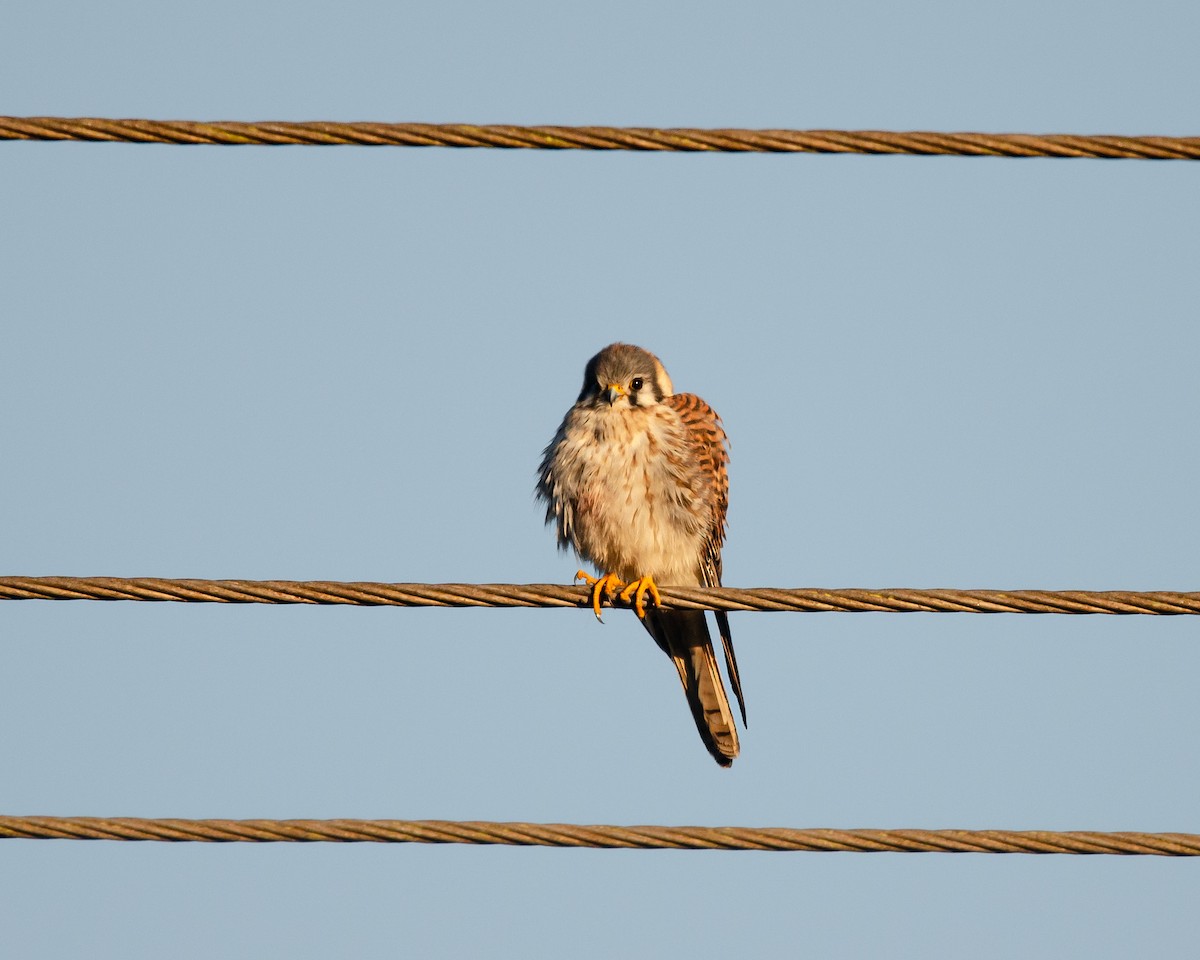 American Kestrel - ML637566695