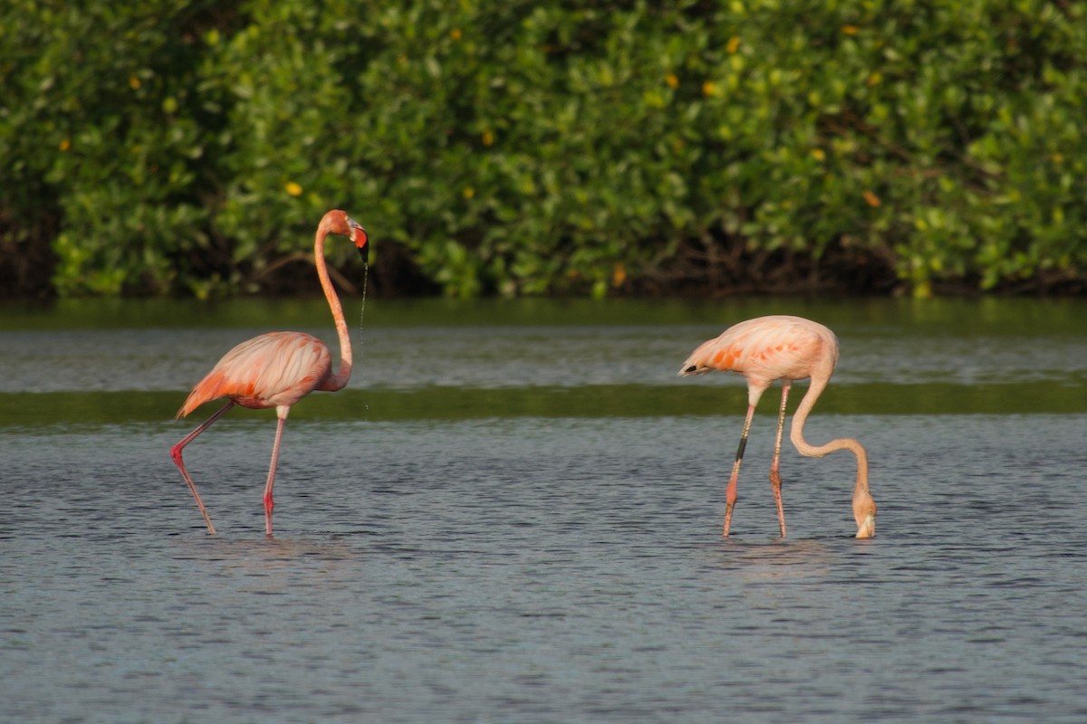 American Flamingo - ML637566713