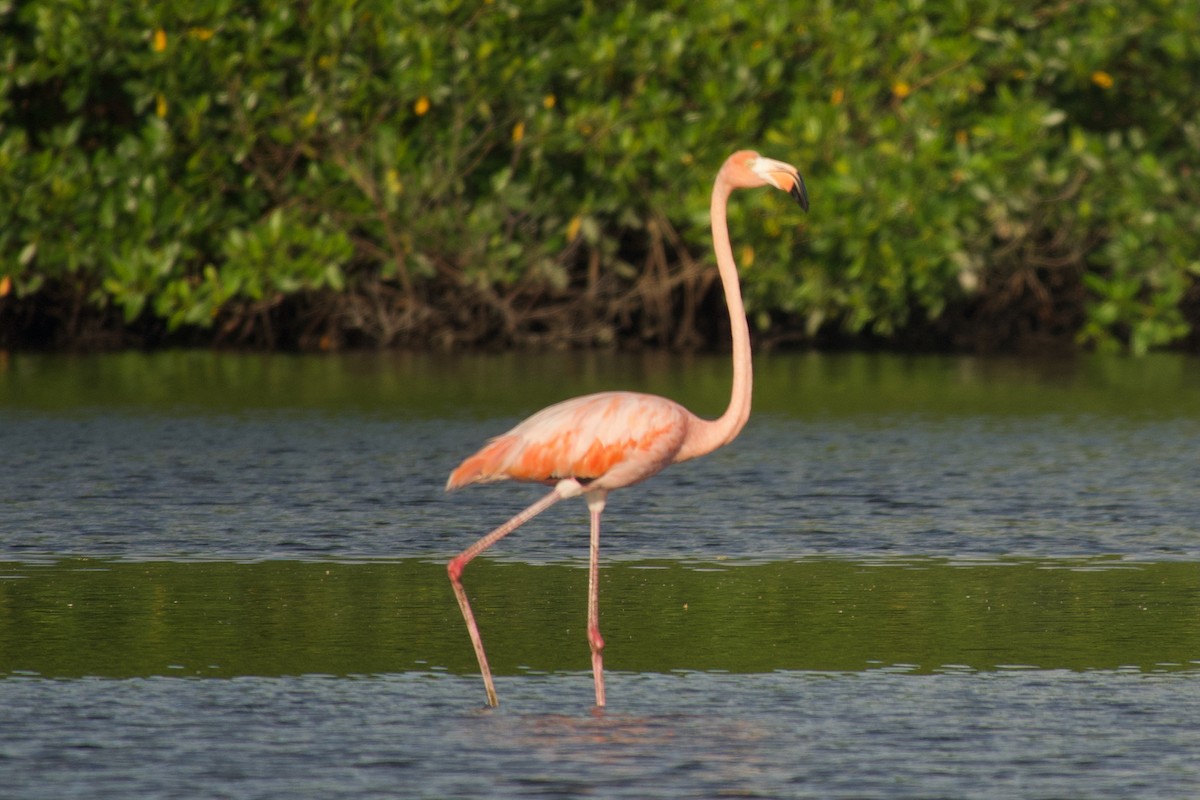 American Flamingo - ML637566746
