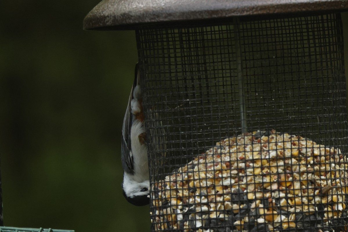 White-breasted Nuthatch - ML637566753