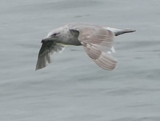 Glaucous-winged Gull - ML637566767
