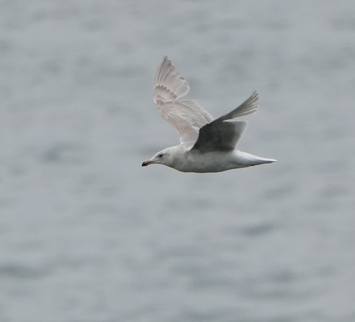 Glaucous-winged Gull - ML637566783