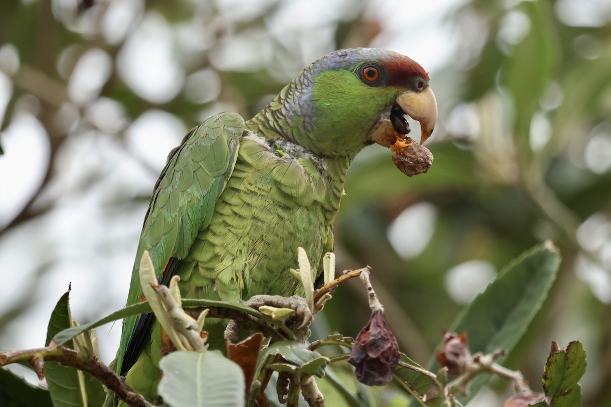 Lilac-crowned Amazon - ML637566851