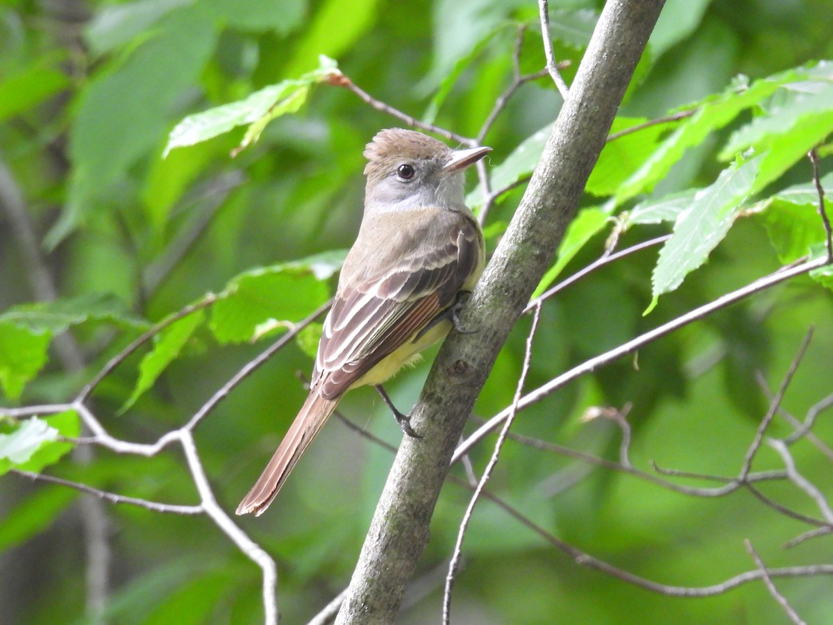 Great Crested Flycatcher - ML637566866