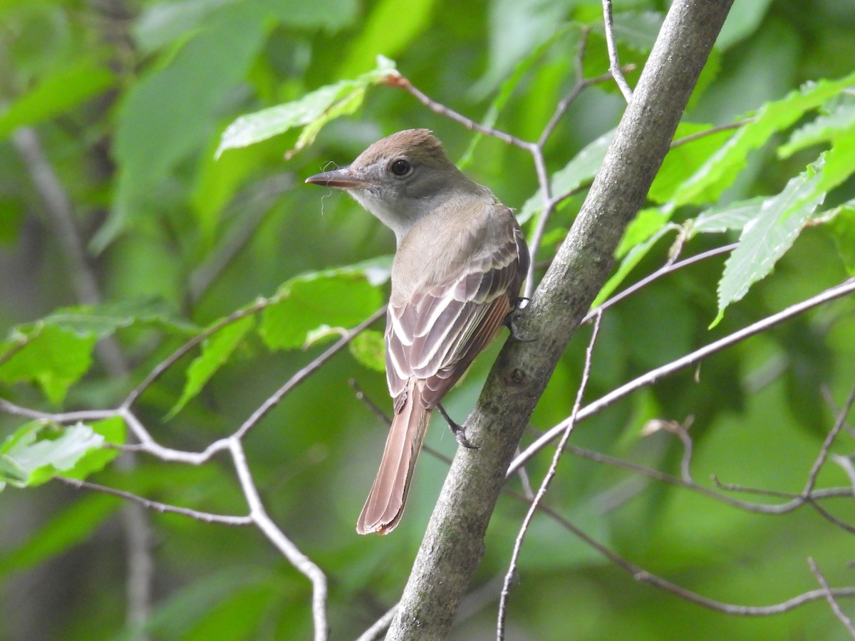 Great Crested Flycatcher - ML637566867