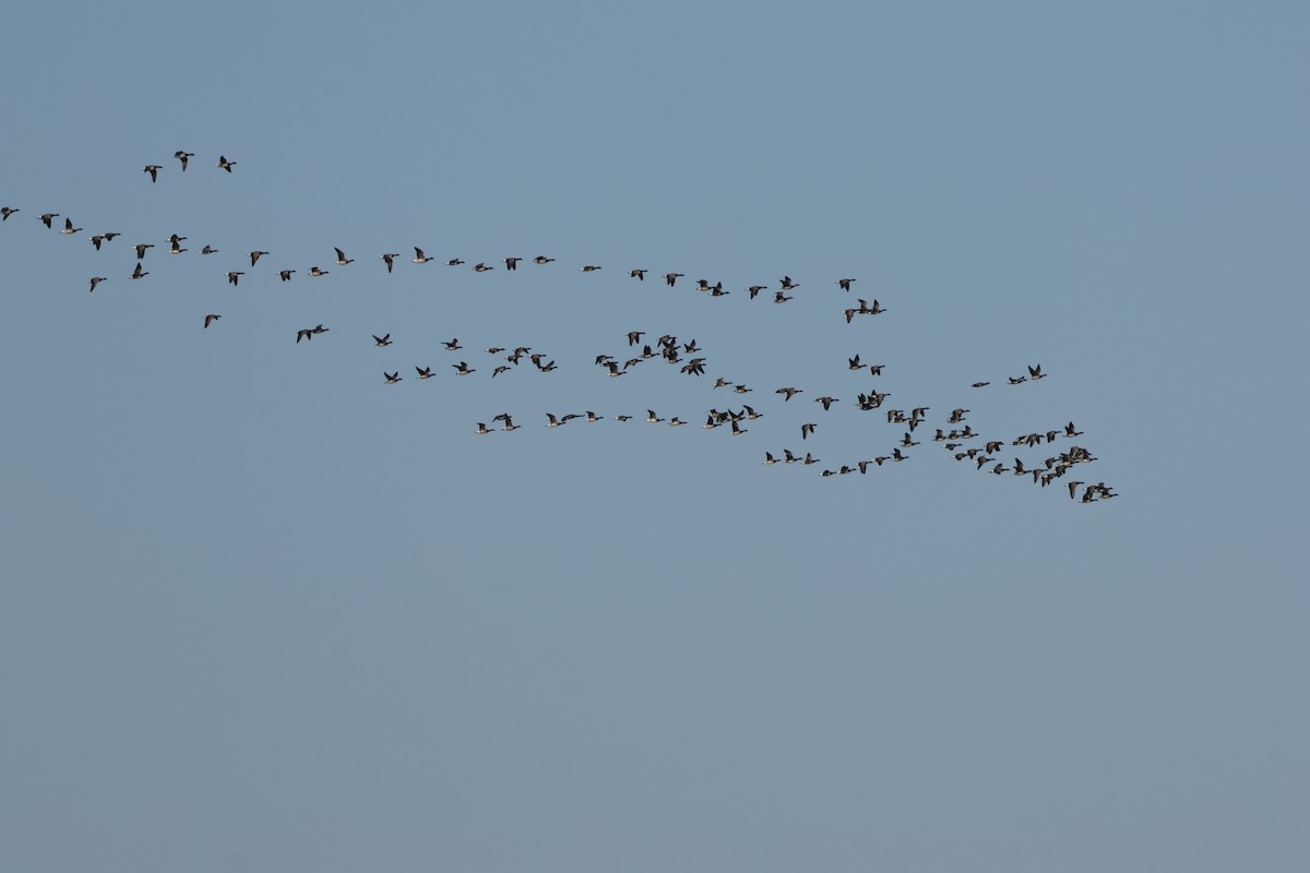 Brant - ML637566916