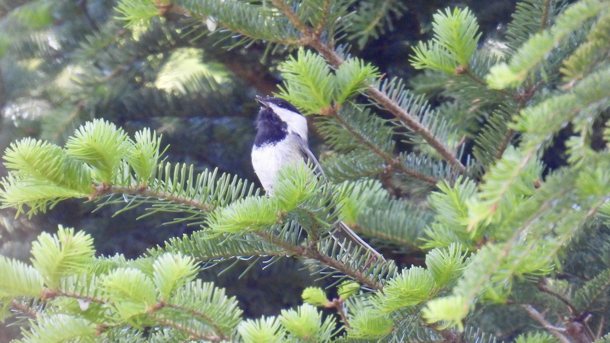 Black-capped Chickadee - ML637566942