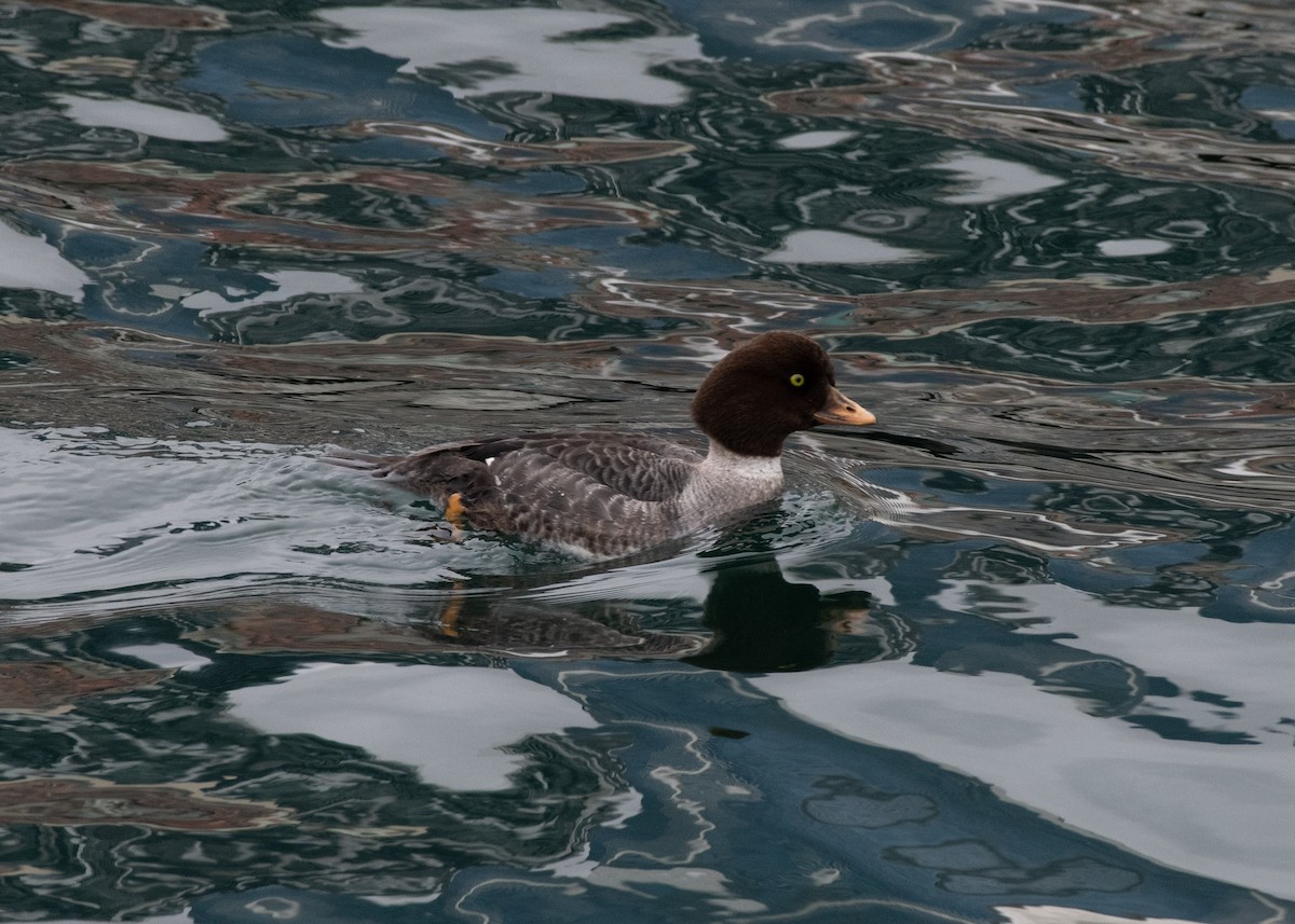 Barrow's Goldeneye - ML637566996