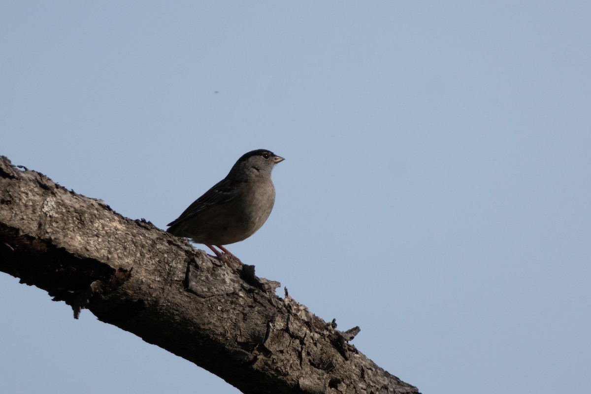 Golden-crowned Sparrow - ML637567011