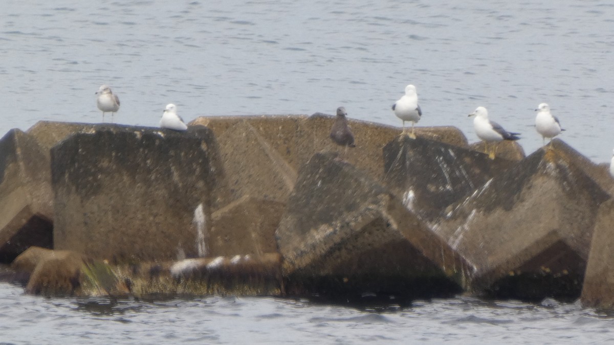 Black-tailed Gull - ML637567062