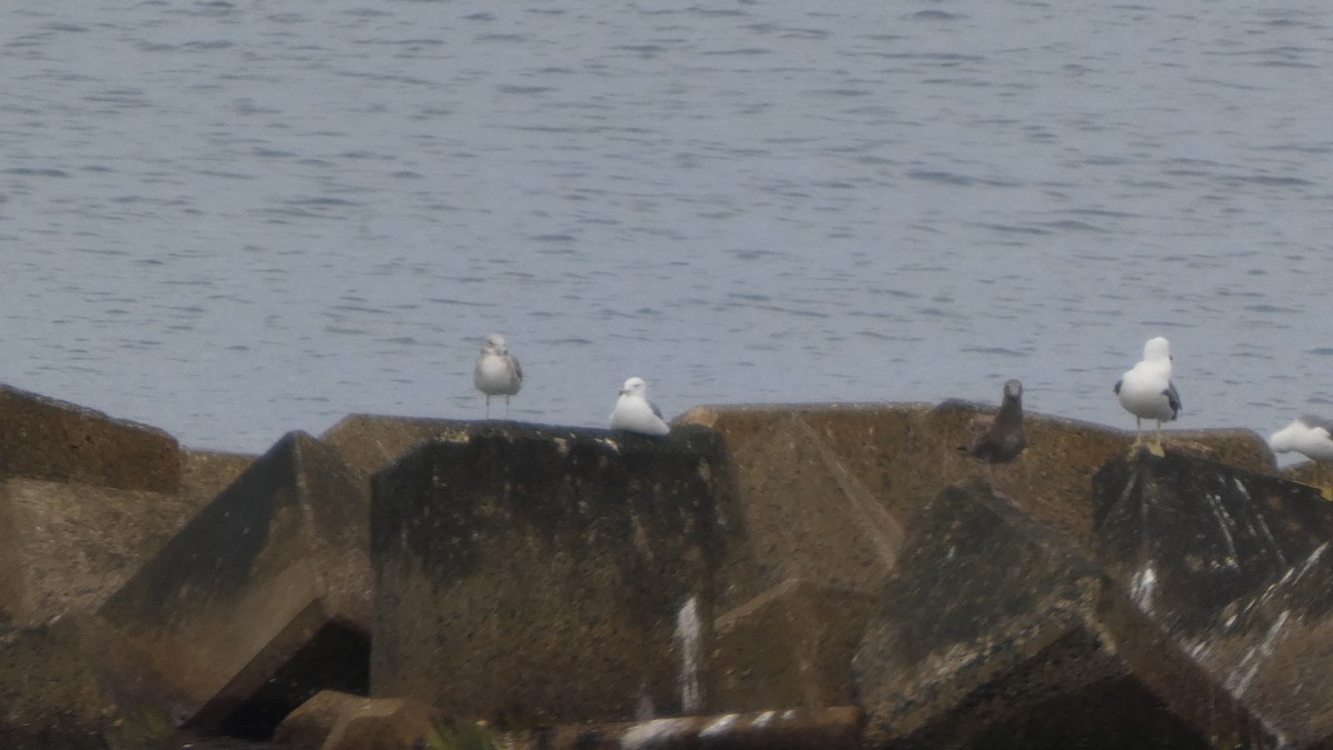 Black-tailed Gull - ML637567063