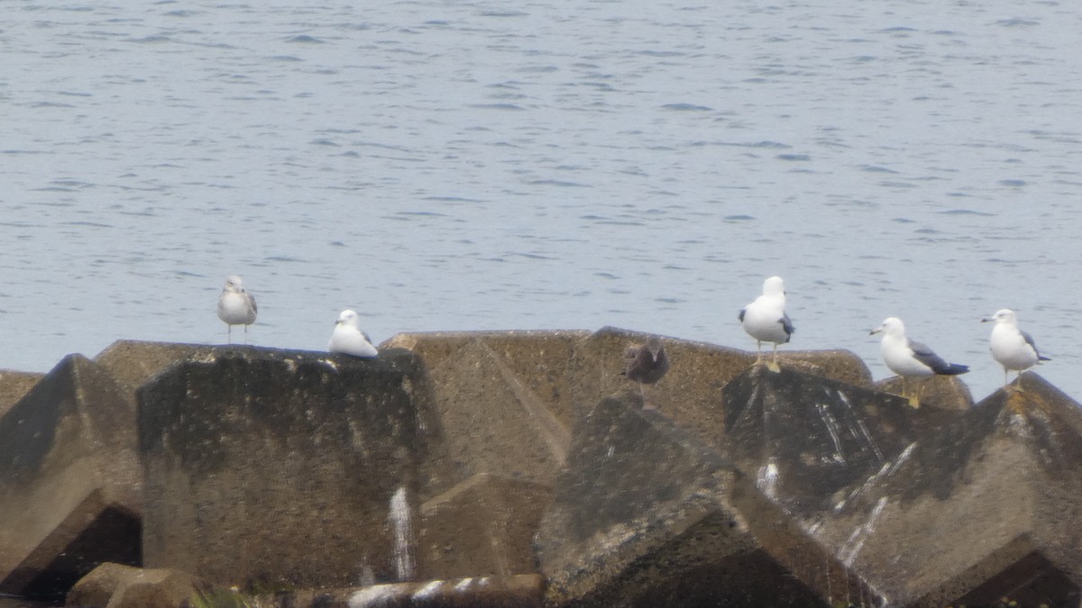 Black-tailed Gull - ML637567064