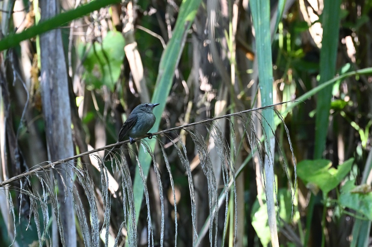 Fuscous Flycatcher - ML637567070