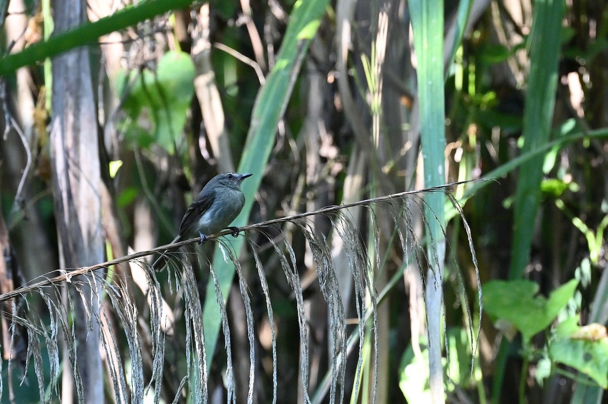 Fuscous Flycatcher - ML637567071