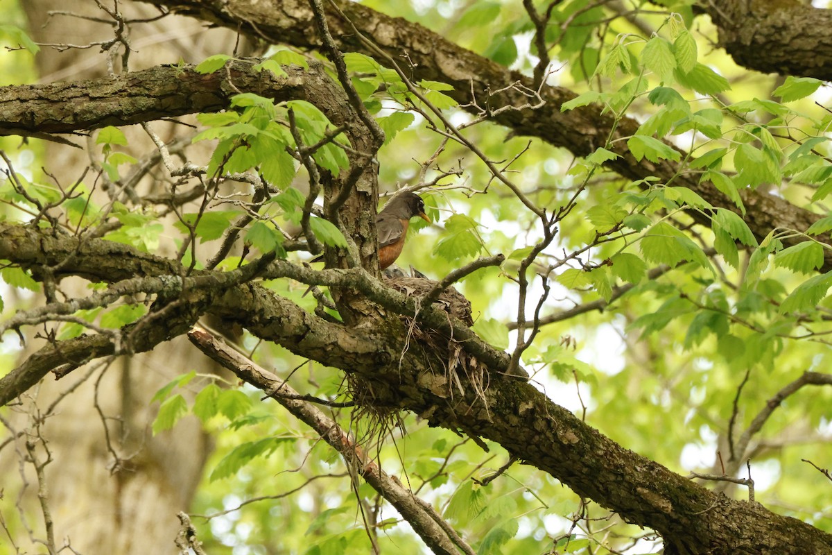 American Robin - ML637567103