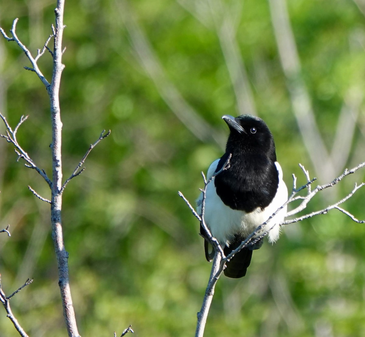 Black-billed Magpie - ML637567139