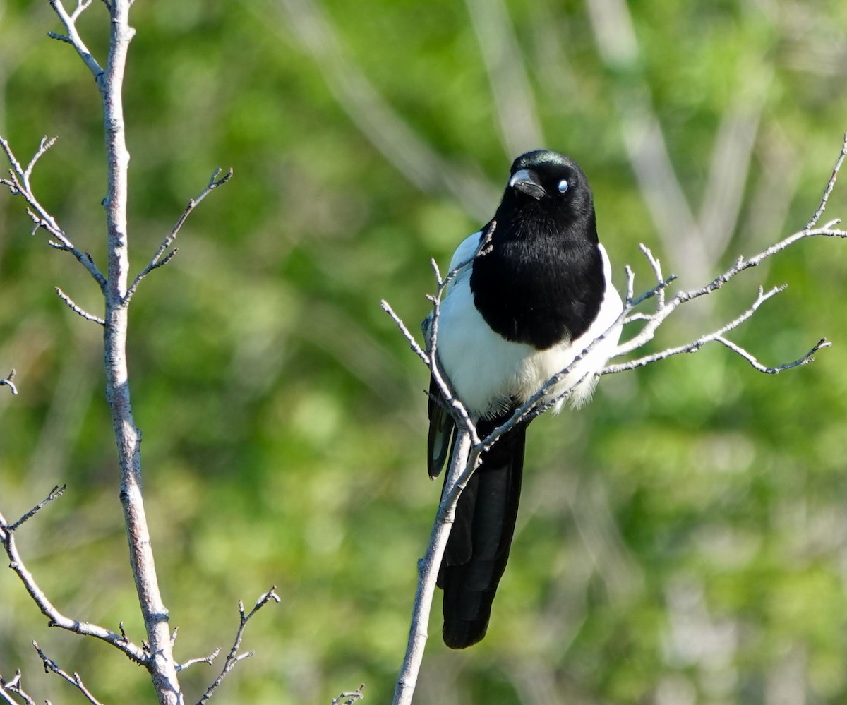 Black-billed Magpie - ML637567141