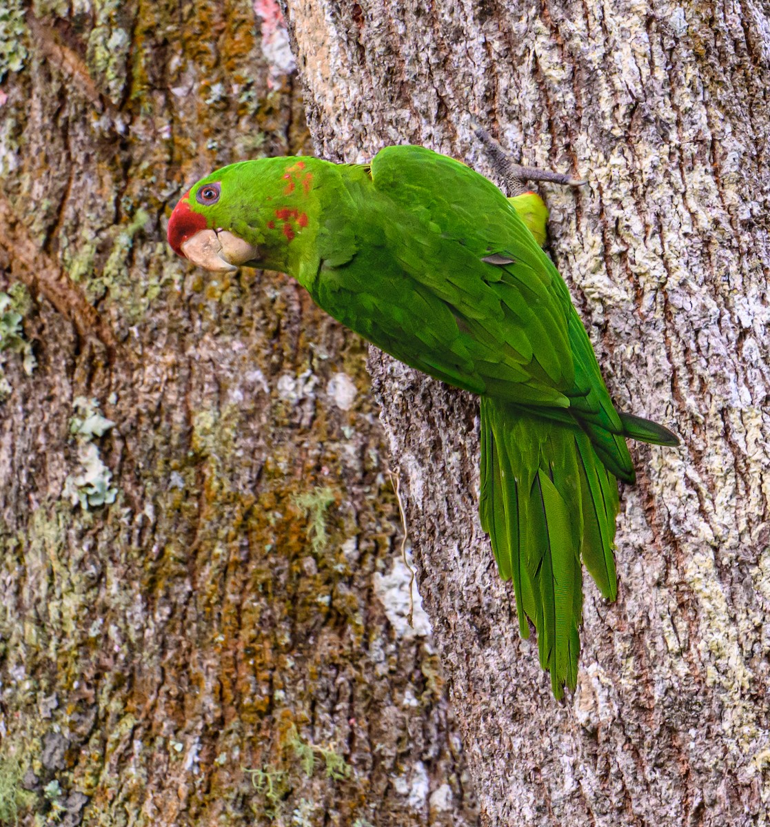 Scarlet-fronted Parakeet - ML637567176